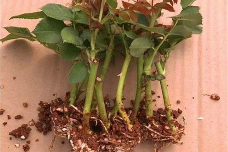 玫瑰花施肥施什么肥料,施肥太多了怎么办