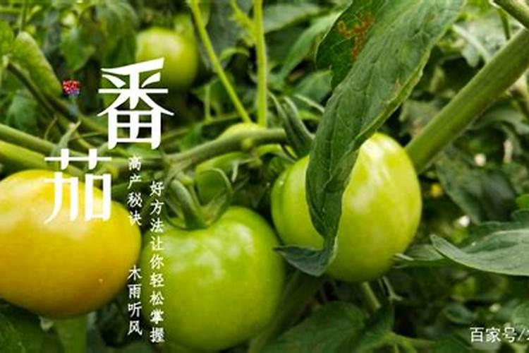 西红柿挂果后施什么肥西红柿挂果后怎么施肥