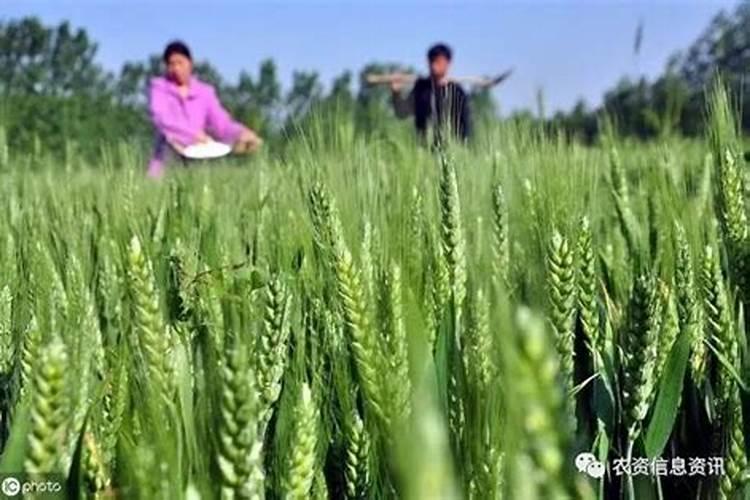 多效唑可以和叶面肥及杀菌剂一起喷吗？