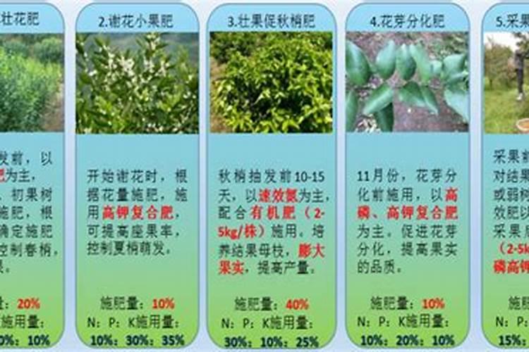 种柑橘用什么肥料最好