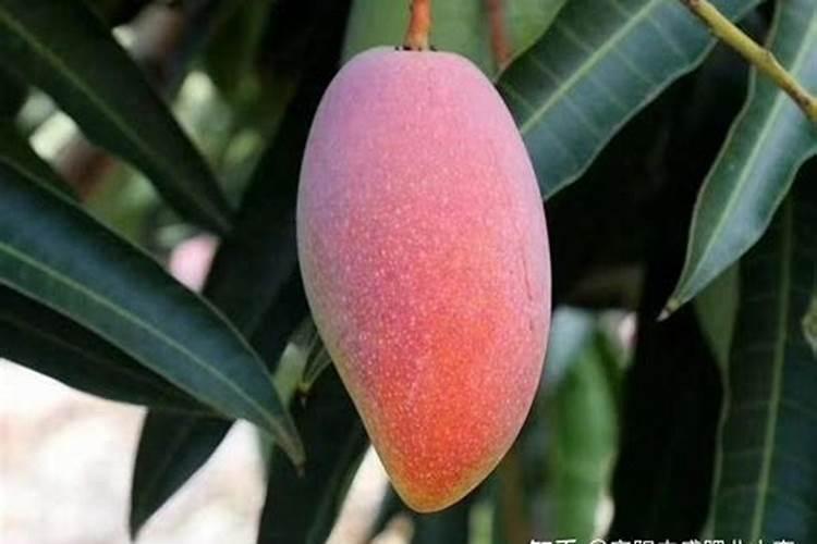 芒果什么时间喷药好？