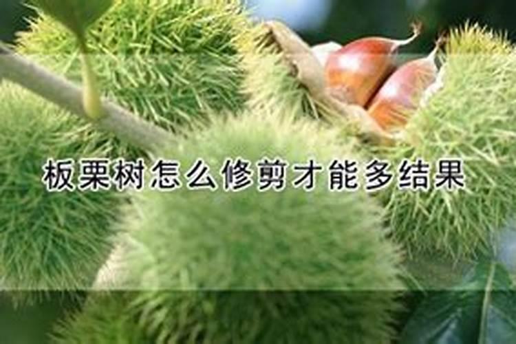 板栗树测土配方施肥很关键,板栗树测土配方施肥技术是什么呢？