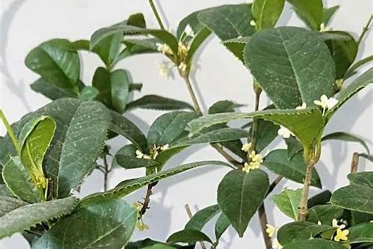 盆栽米兰开花时能否施肥