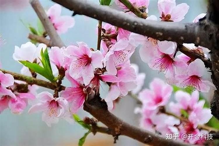 大颗粒尿素和腐植酸尿素哪个好