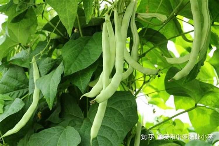 四季豆开花时施什么肥