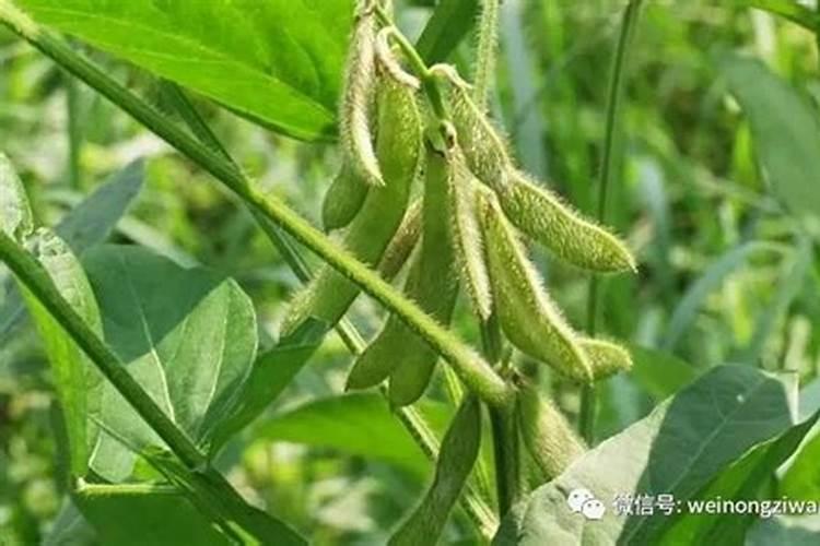 什么肥料属于氮肥？