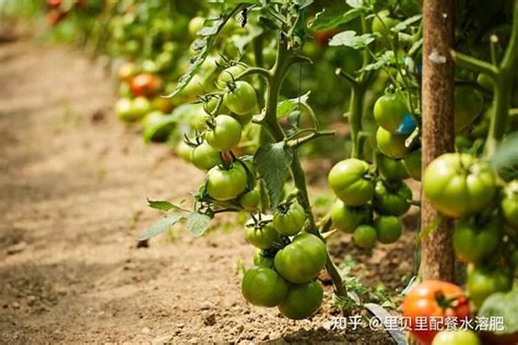 氯化钾叶面喷施浓度