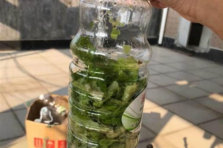 樱桃上的问题:樱桃花前施什么肥、水怎么浇？