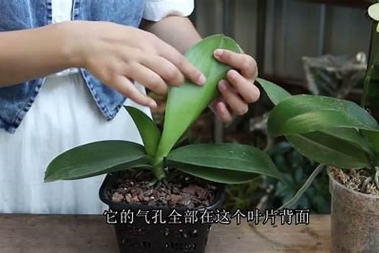 蝴蝶兰要开花了用什么肥(蝴蝶兰开花期间怎么施肥)