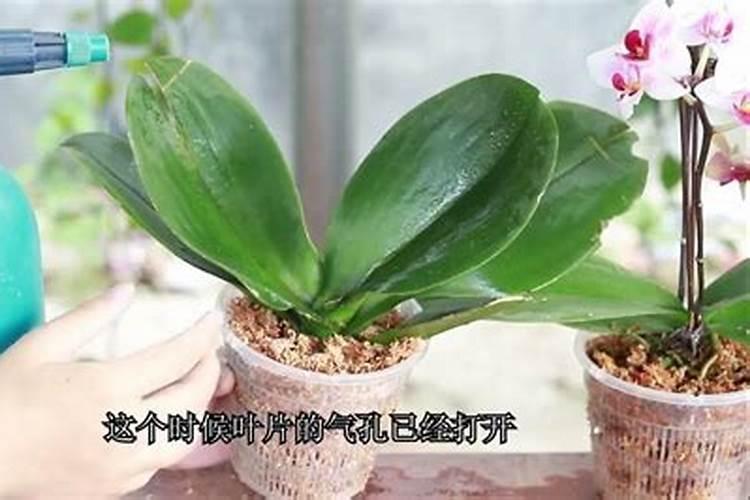蝴蝶兰换盆多久可以用磷酸二氢钾擦拭叶片？