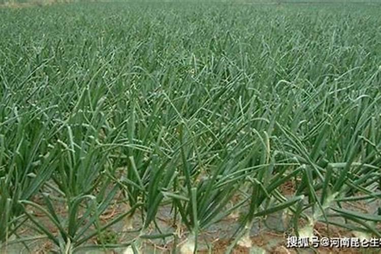 想要洋葱高产,给洋葱叶面喷施什么肥料比较好呢？
