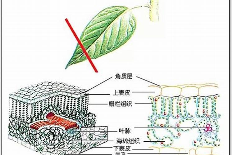 多效唑在小麦使用方法及注意事项