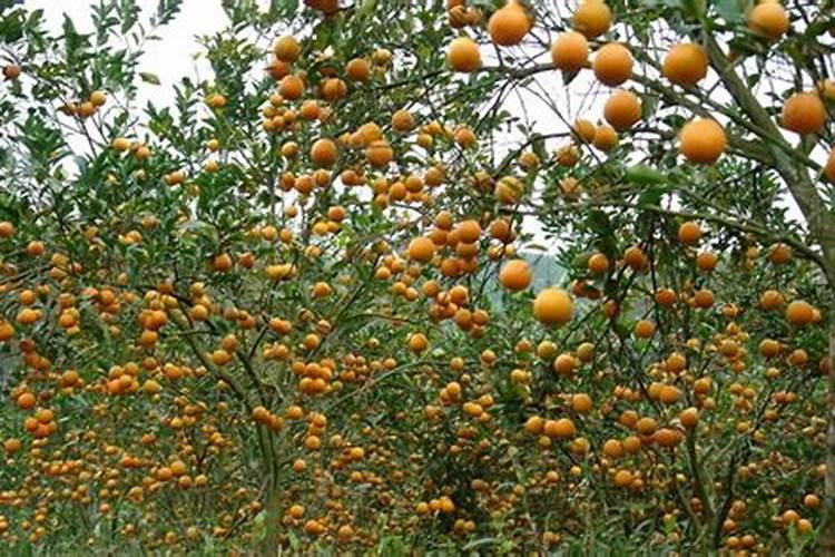 大蒜用啥肥料追肥最好