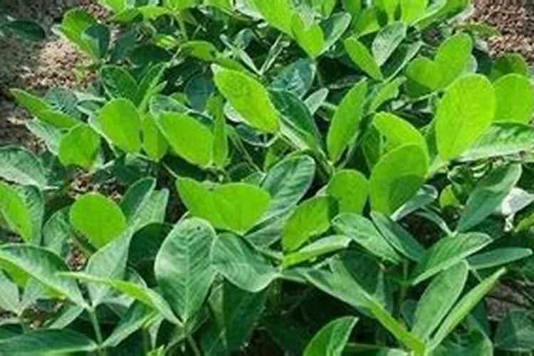 种植花生需要什么肥料 种植花生用什么肥料