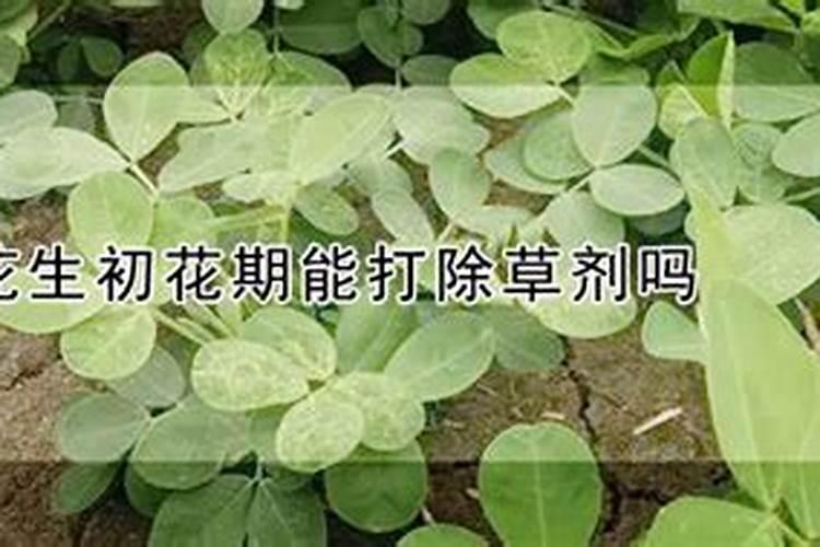 花生应该在什么时候打药,花生打药时间,如何打药