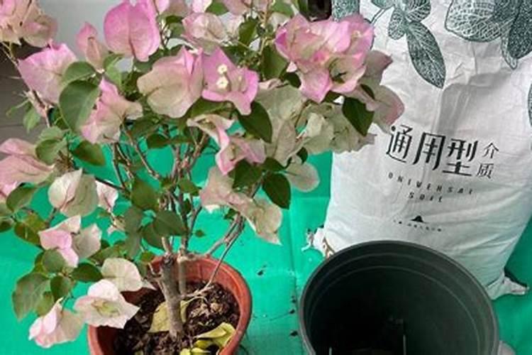 三角梅为什么只长叶子不开花