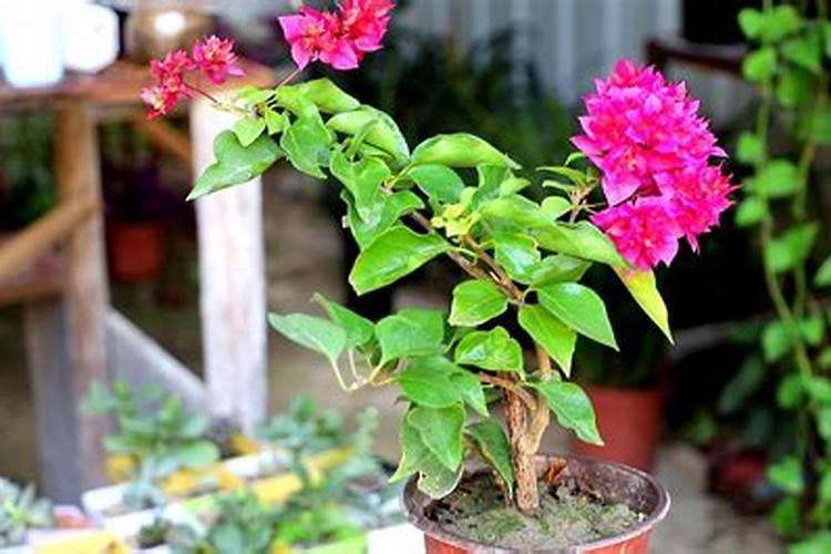 三角梅不开花怎么补救好