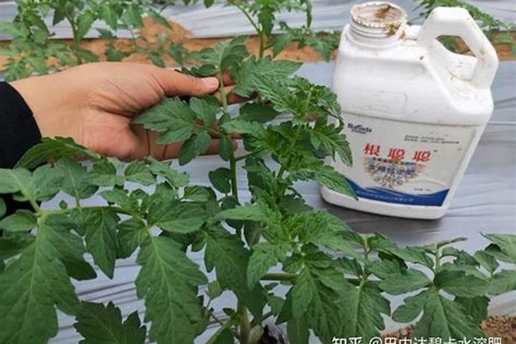 水溶肥的使用方法和注意事项
