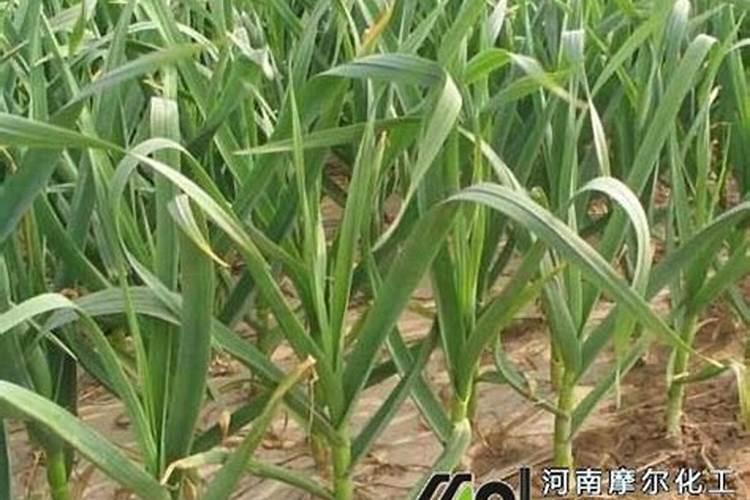 种植大蒜一亩地用多少斤底肥化肥叶面肥