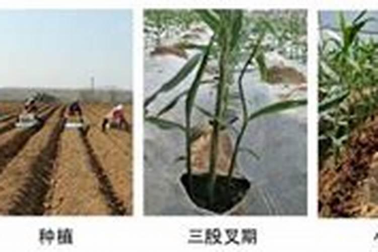 大姜小培土复合肥用多少