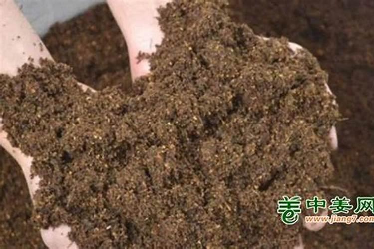 生姜种植大姜需要小培土吗？几月份小培土,如何进行小培土作业？