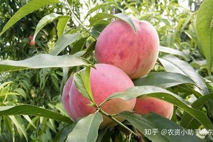 君子兰最喜欢这“4种”花肥,吃了以后叶子肥大,绿的油亮亮