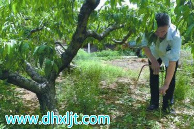 一年生桃树适合喂什么肥料每棵要喂几斤