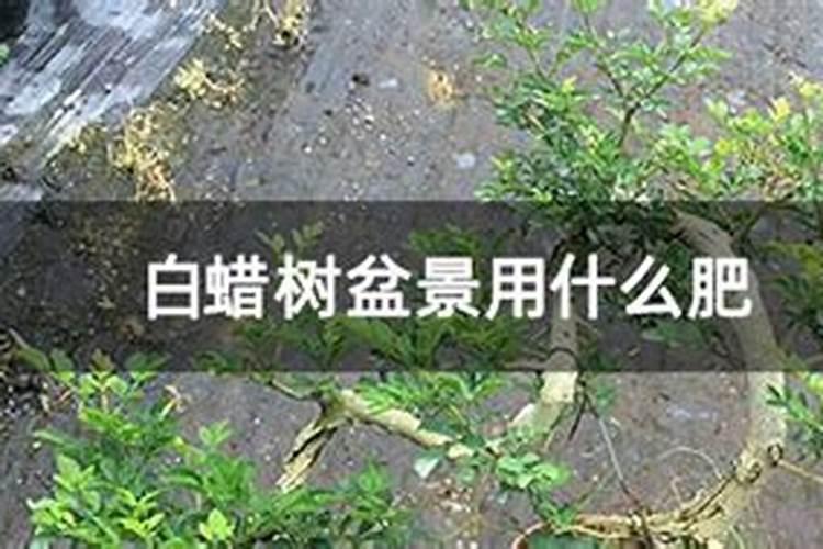 四季桂种植技术及病害防治