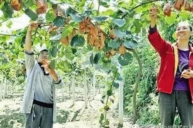 猕猴桃什么时间施叶面肥好猕猴桃施肥时间和方法