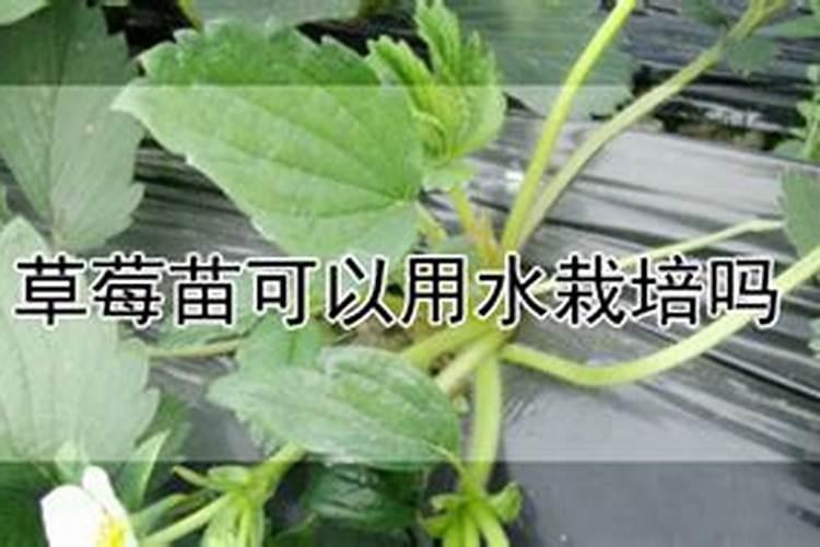 种植油菜该怎么施硼肥？