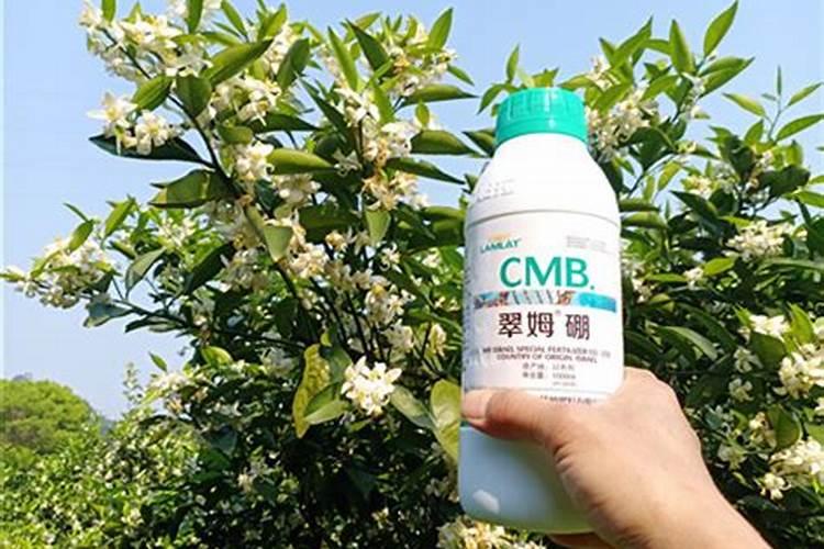 培育洋葱多久浇一次水