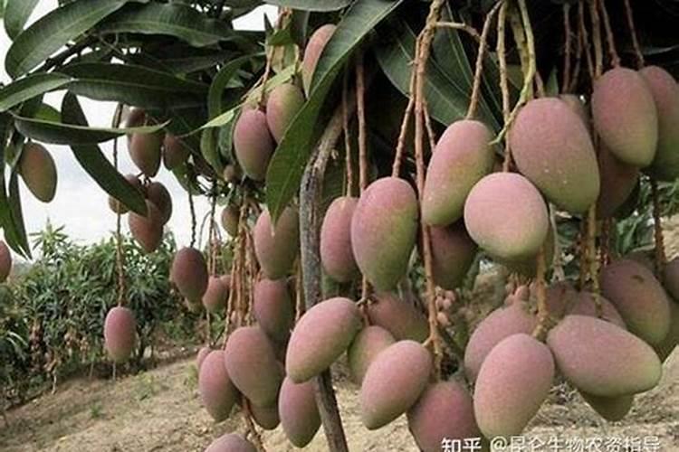 洋葱施什么肥最好