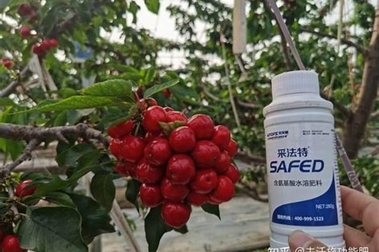 芸苔素喷玉米真的能增产吗(玉米喷施使用芸苔素最佳时间)