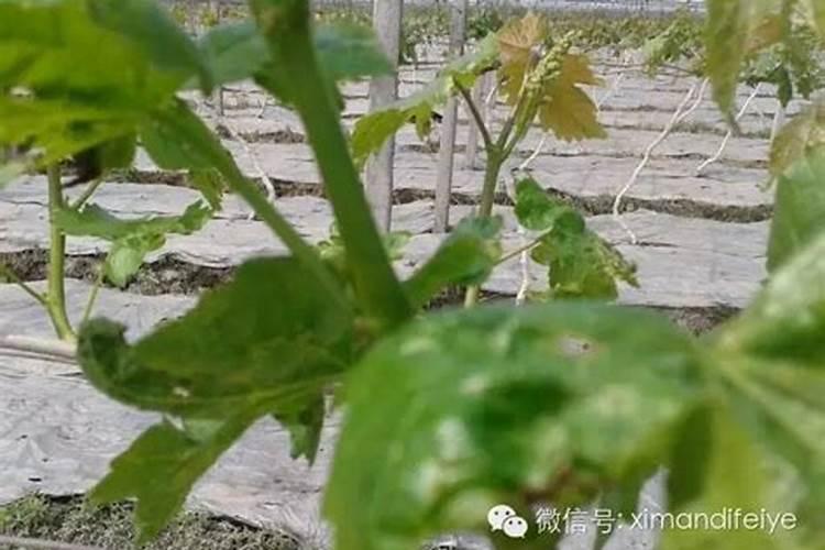 小麦的生长周期肥料氮磷钾的比例是多少
