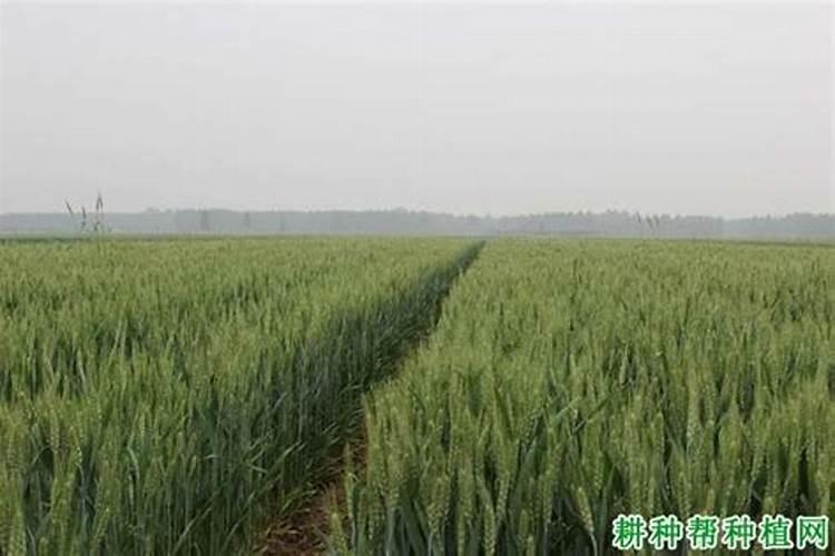 花生硼肥啥时候打好