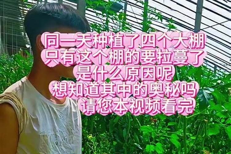 枇杷树什么时候施肥 枇杷树施肥技术要点