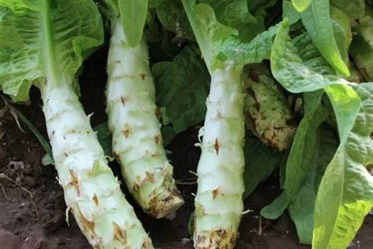 哪种肥料施加给莴笋能使其又粗又大