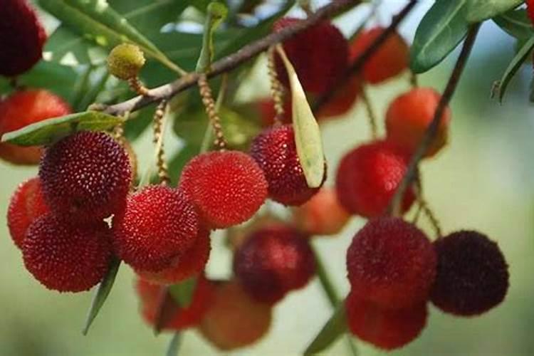 硼肥在杨梅膨果时期能增加种子的饱满度吗 杨梅果实膨大管理技术百度...