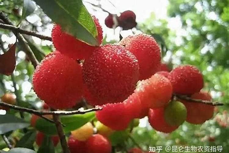 施什么肥使杨梅果子大