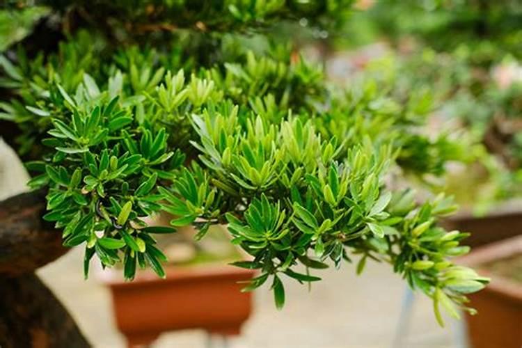 老家种植的西红柿处于结果期,这时候要不要喷施硼陪呢？
