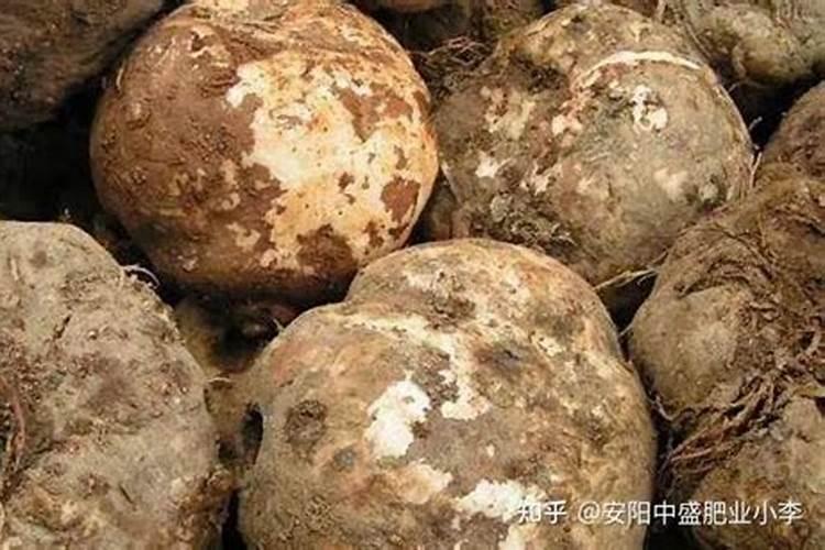 油菜施用硼肥的方法有哪些