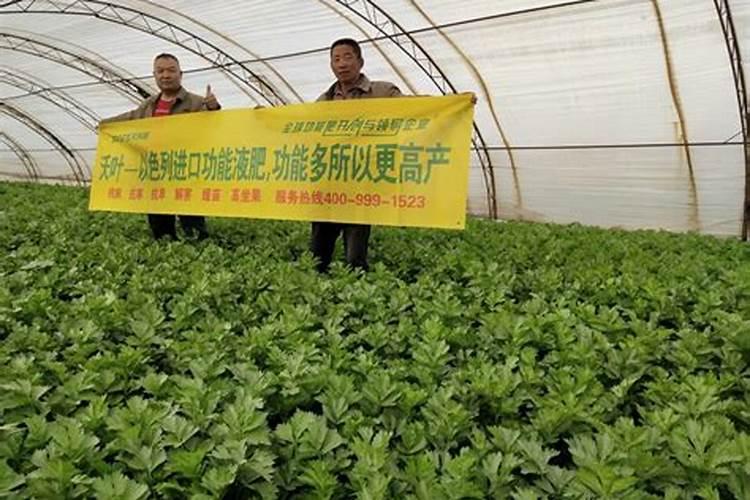 ...小麦用芸苔素内酯为小麦拌种可以吗 如果可以 用量应该怎么控制 谢谢...