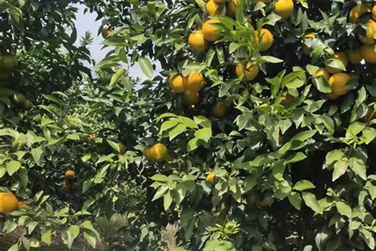 东北吉林大棚韭菜施肥方案
