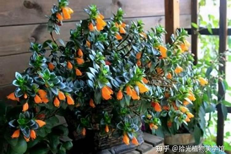吊兰施什么肥料长得好