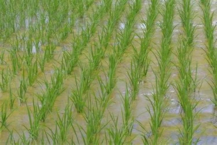 水稻施肥时间和用量