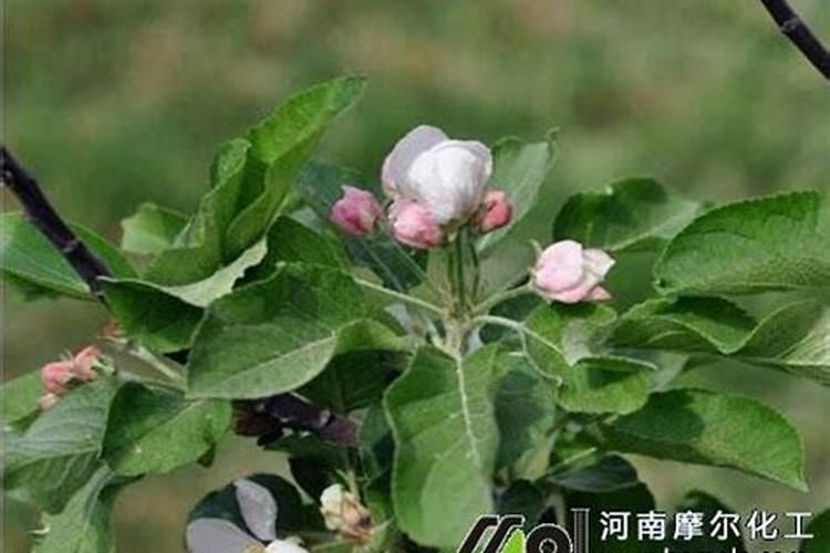 苹果树夏季什么时候施肥？