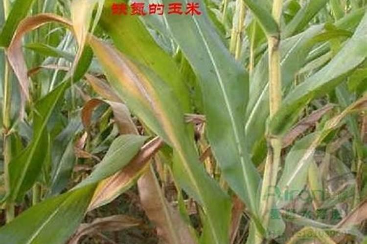 水稻硼肥的作用及使用方法
