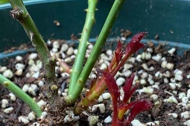 复合肥中氮磷钾含量分析
