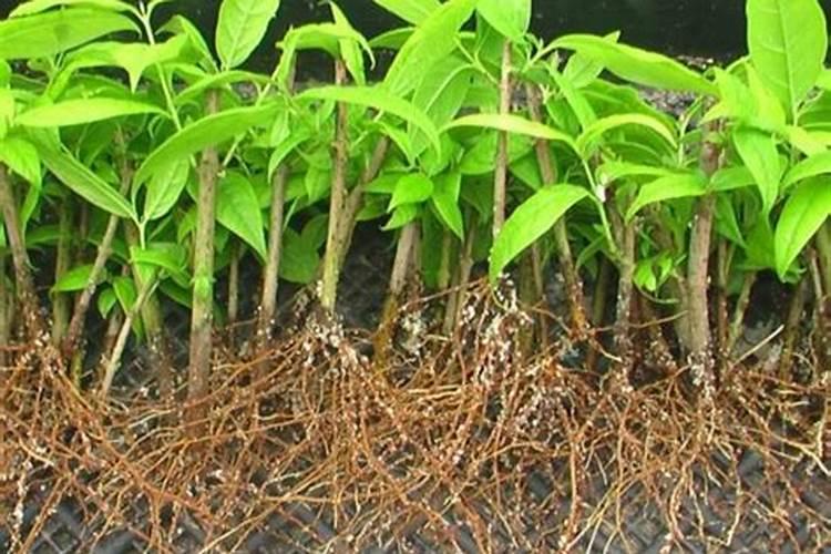 种植草莓用什么肥改良盐碱地？