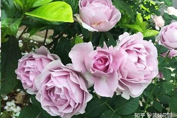 大蒜怎么施肥
